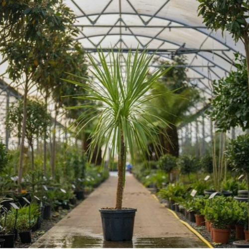 Dracena Indivisa Verde 15L