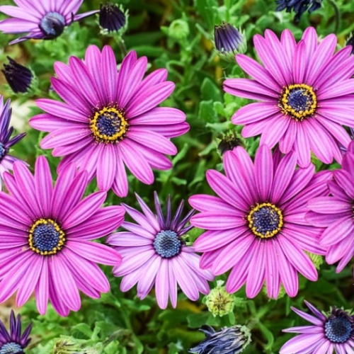 Margarita Africana 3L