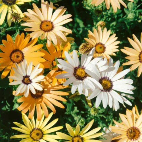 Margarita Africana 3L