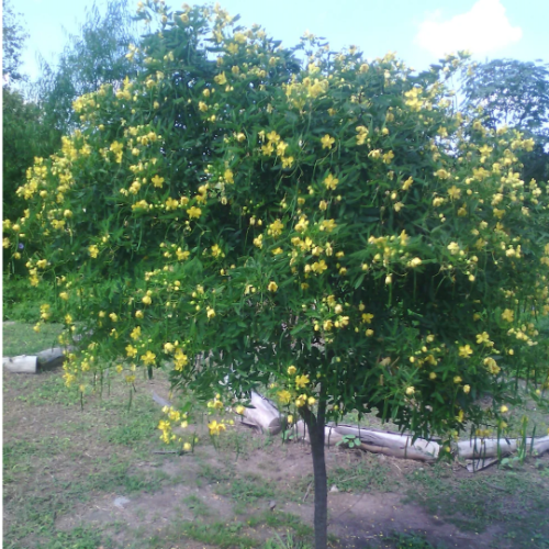 Sen de Campo 7L