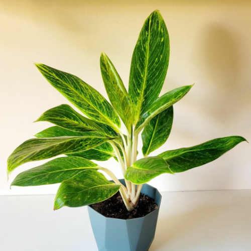 Aglonema King of Siam M14