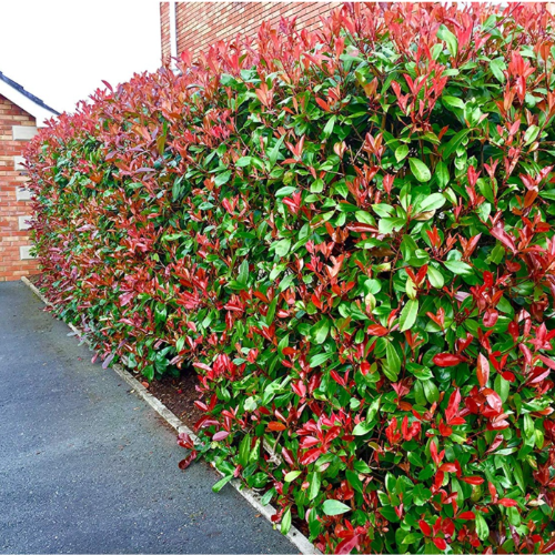 Photinia 15L 160cm