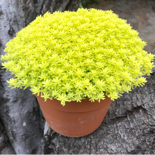 Sedum Japonicum M14