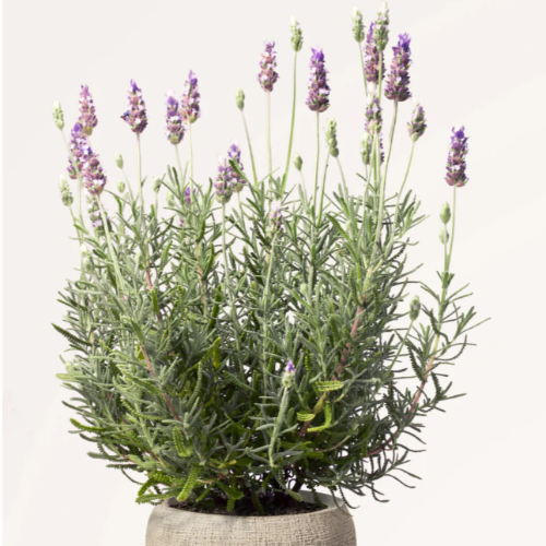 Lavanda 3L
