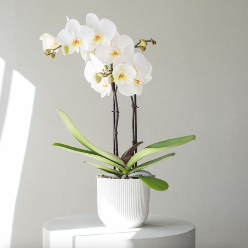 Orquidea Phalenopsis BLANCA