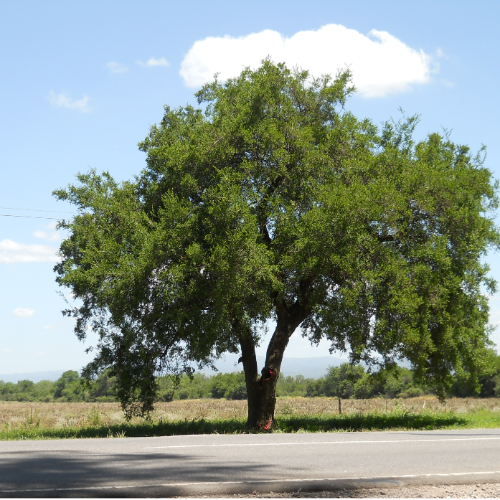 Tala Autoctona 3L