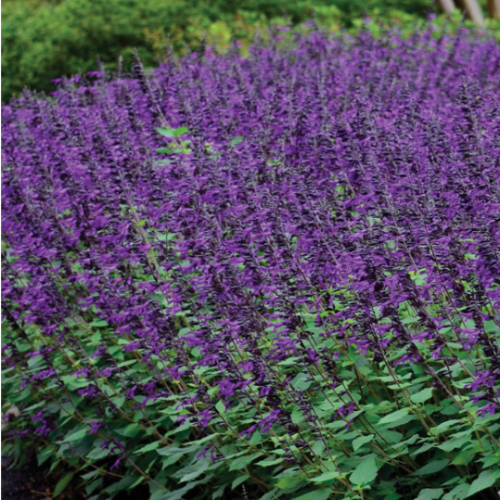 Salvia Guaranitica 3L