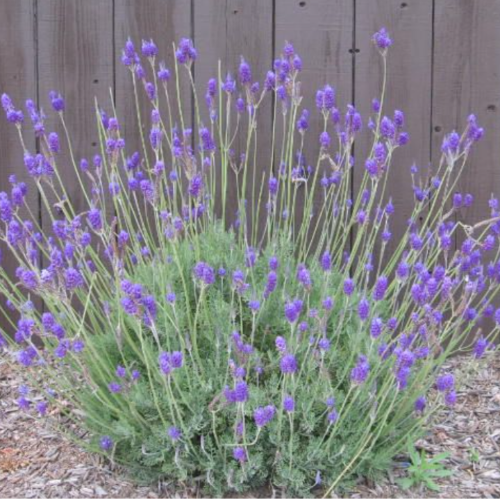 Lavanda Helecho Multifida 3L