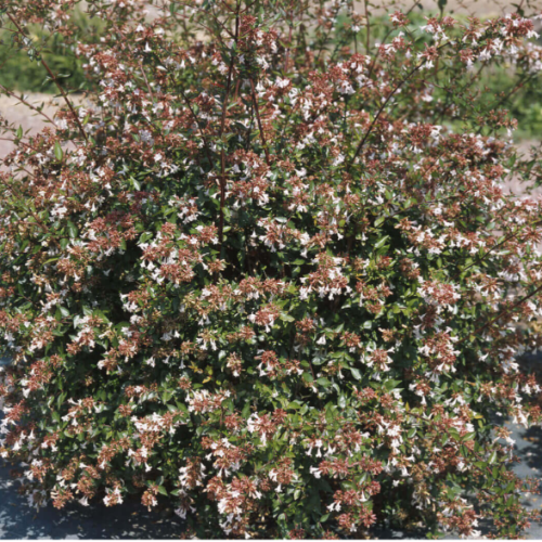 Abelia Compacta 3L