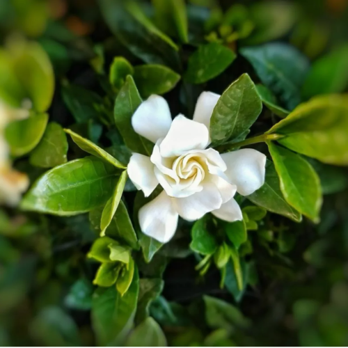 Jazmin Kimura 3L (Enano)