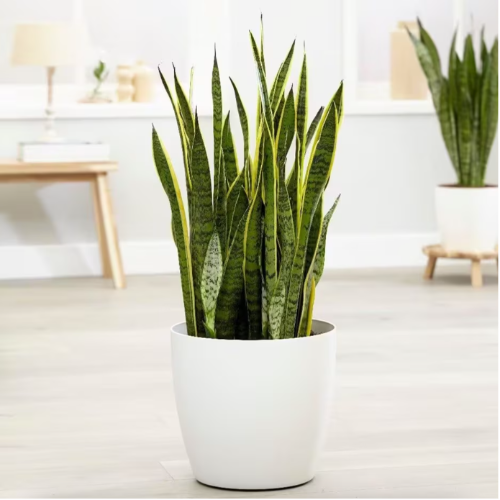 Sansiviera 3L