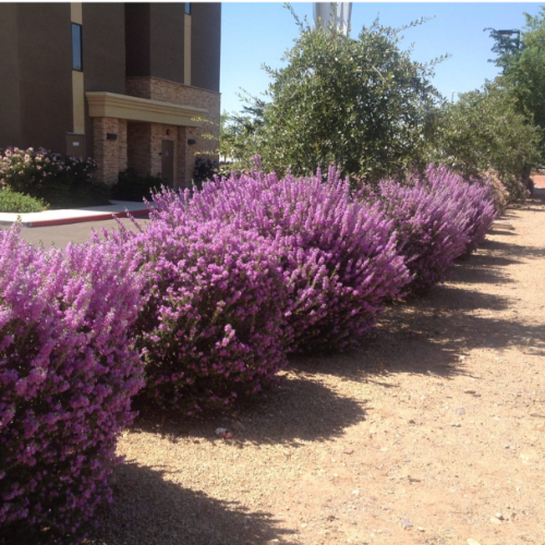 Leucofilium Cenizo M14