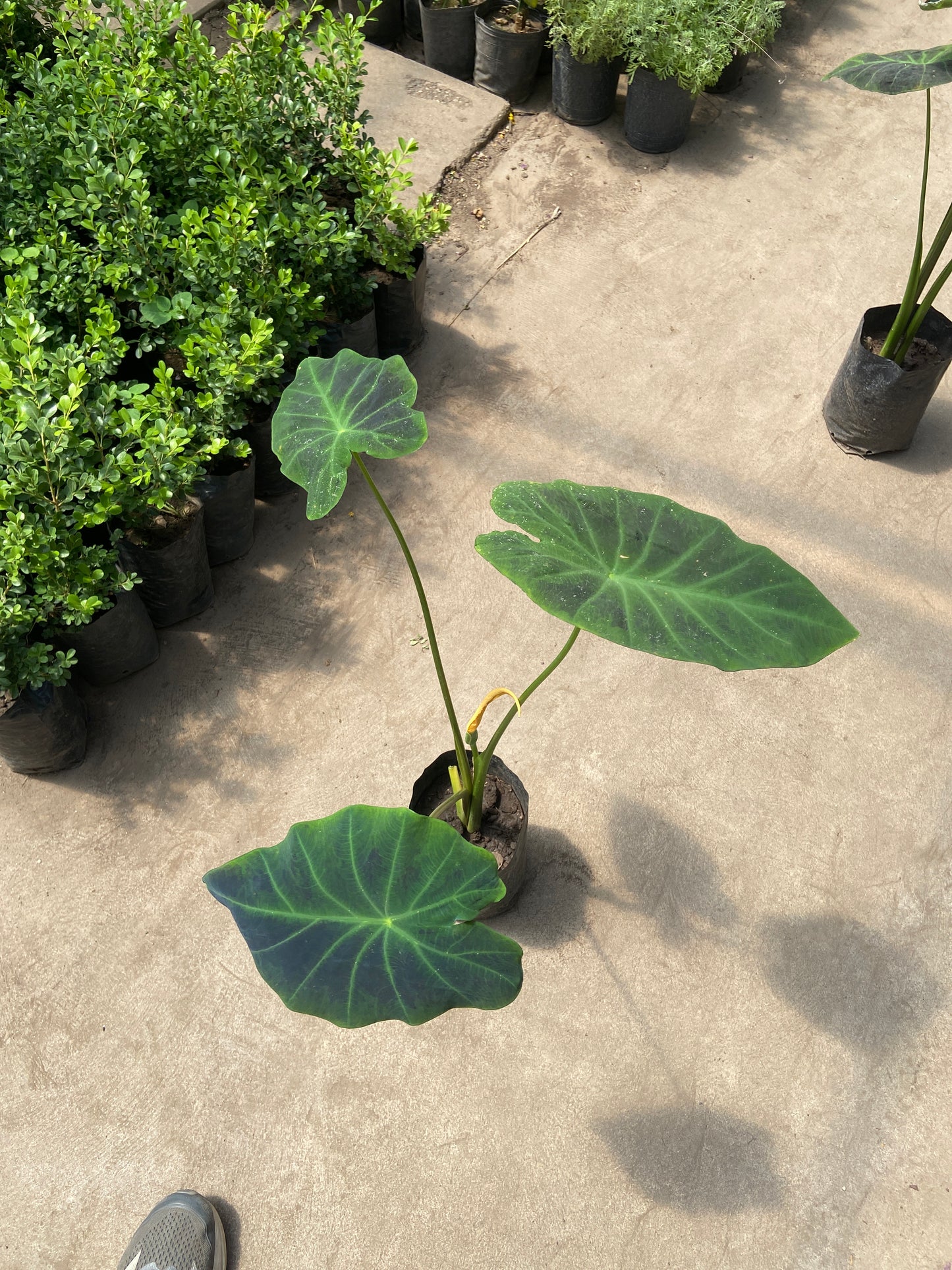 Colocasia Black Beauty 5L