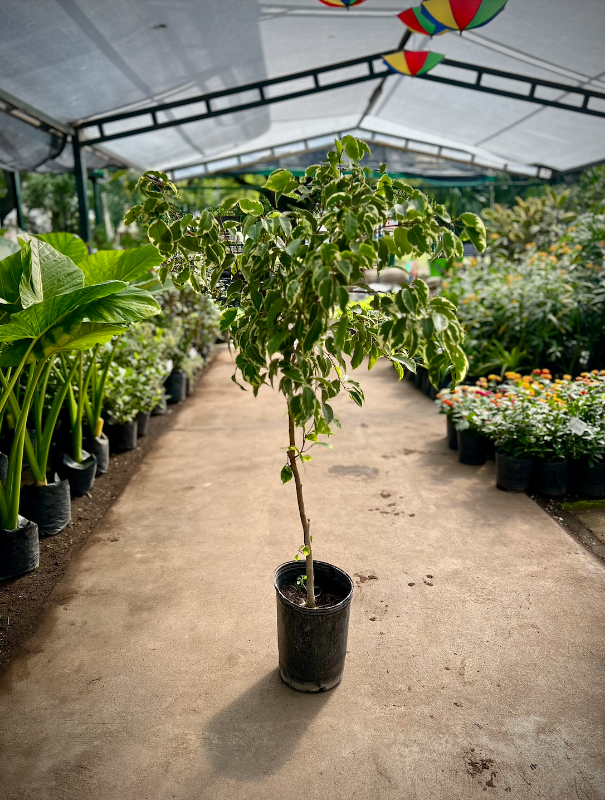 Ficus Disciplinado 8L