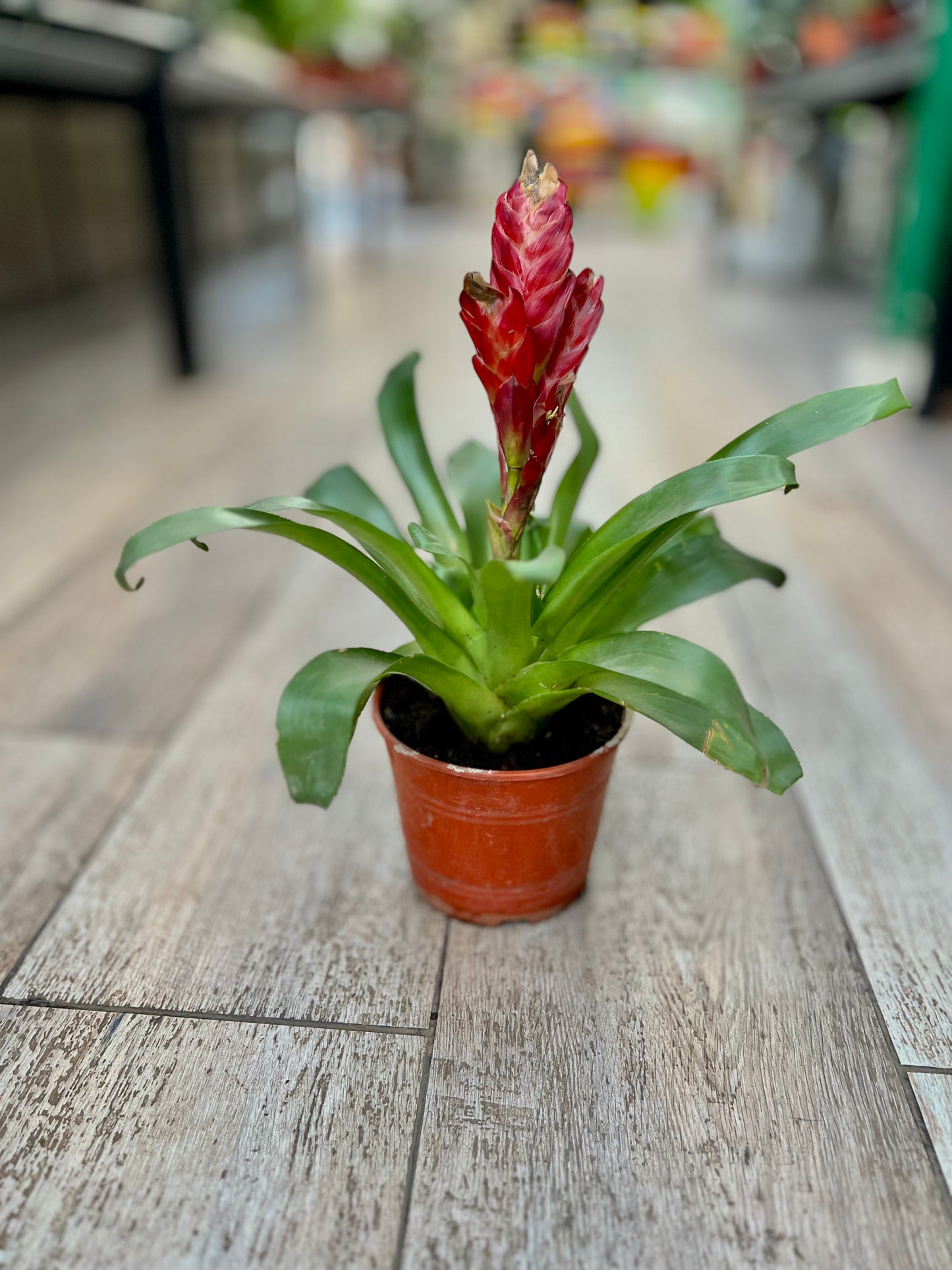 Bromelia Vriesea M14