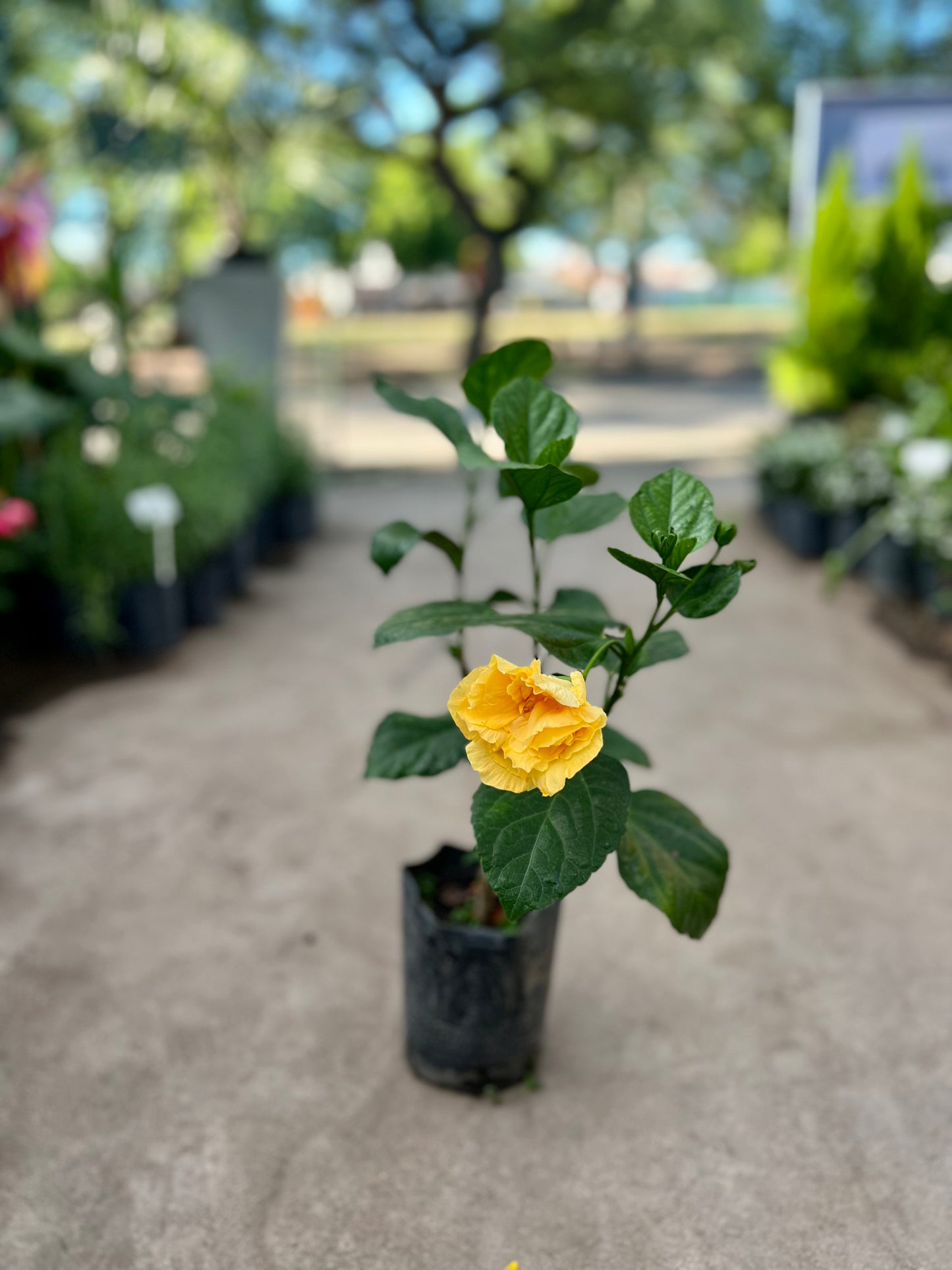 Rosa China 3L