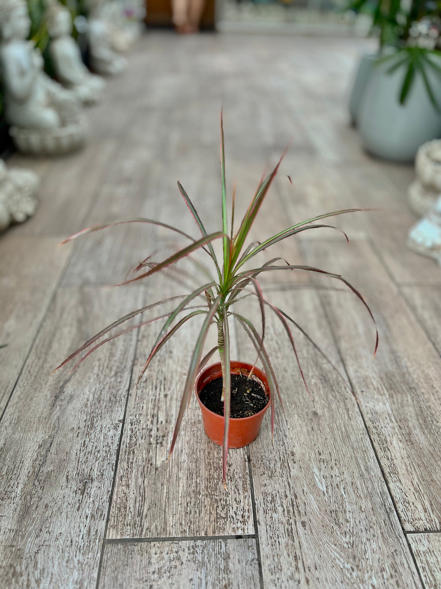 MERCOR Dracena Tricolor m13