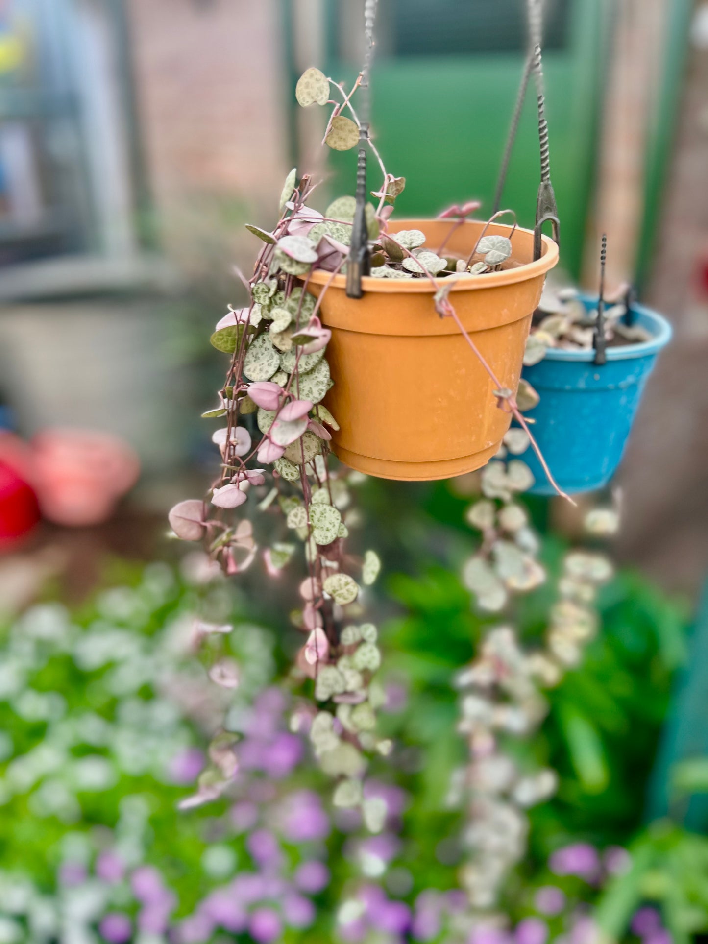 Ceropegia Variegada