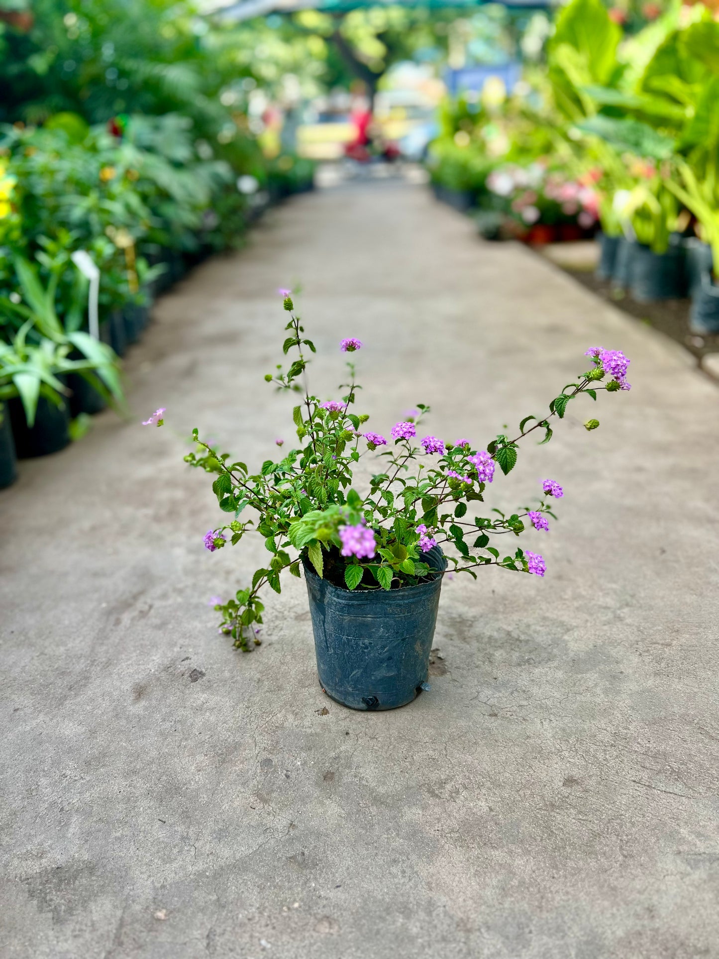 Lantana Rastrera 3L