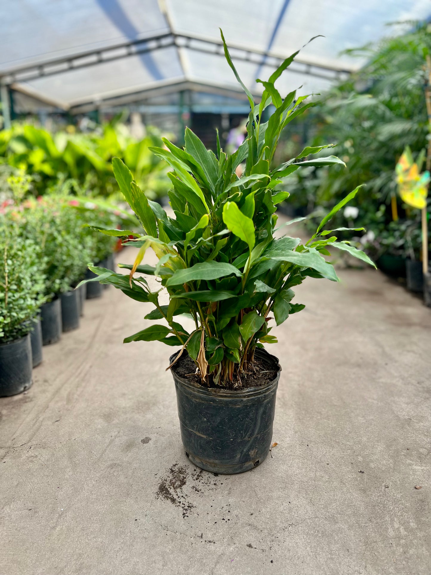 Alpinia Canela