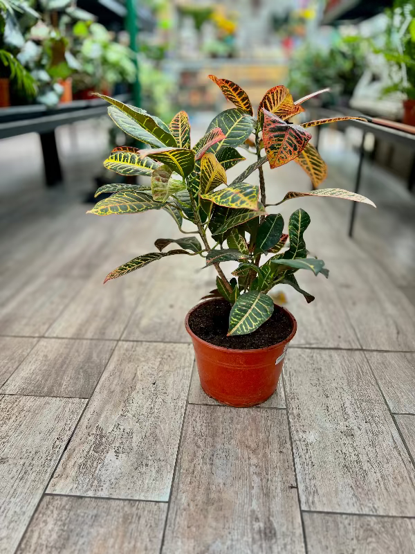 Croton Petra M24