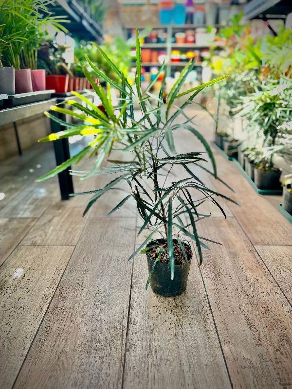 Aralia Elegantisima 3L