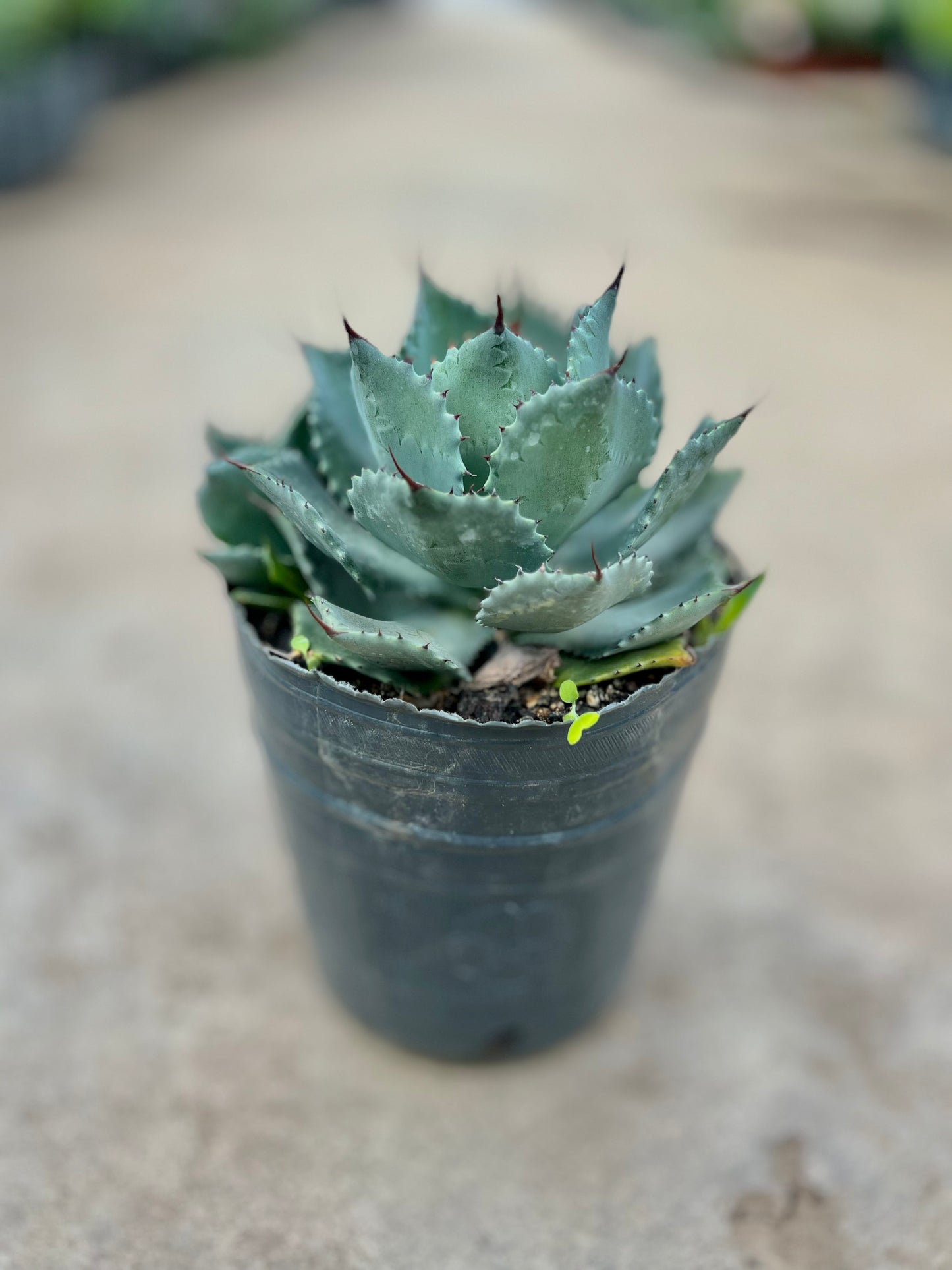 Agave Potatorum 3L