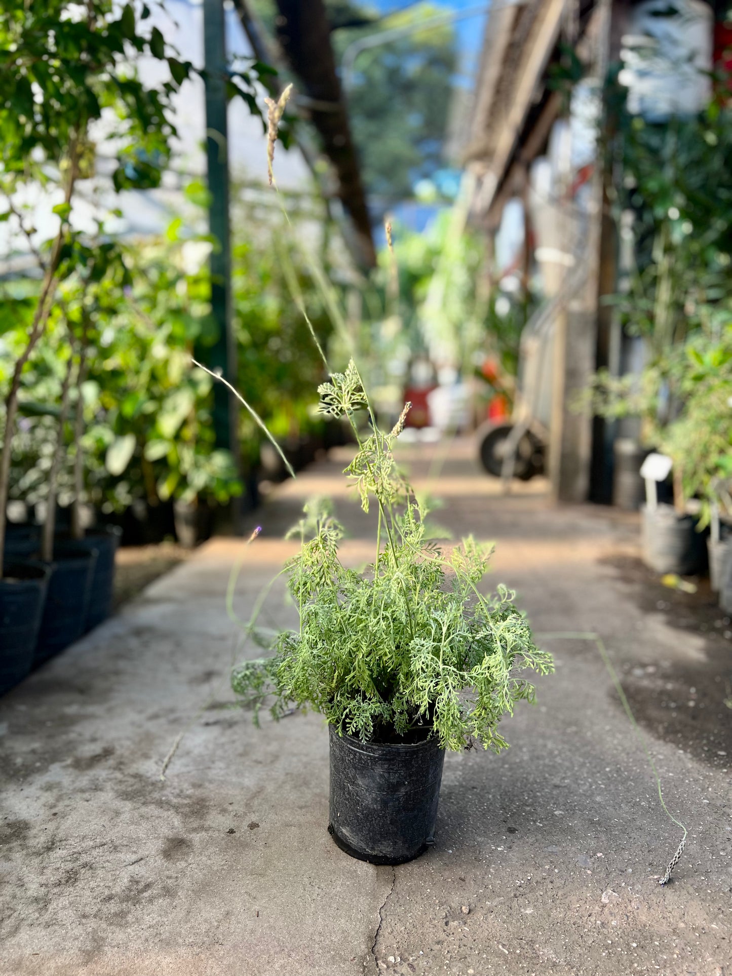 Lavanda Helecho Multifida 3L