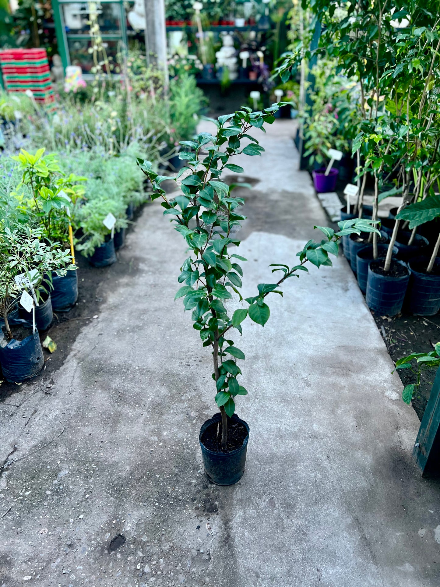 Camelia 3L