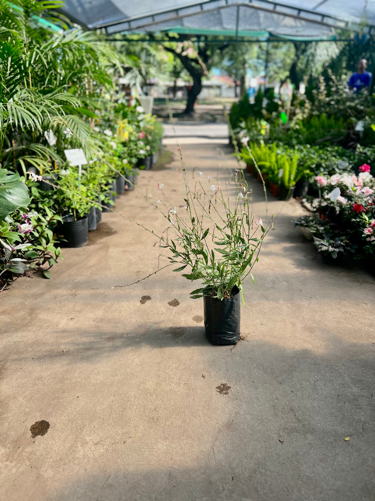 Gaura Blanca 3L