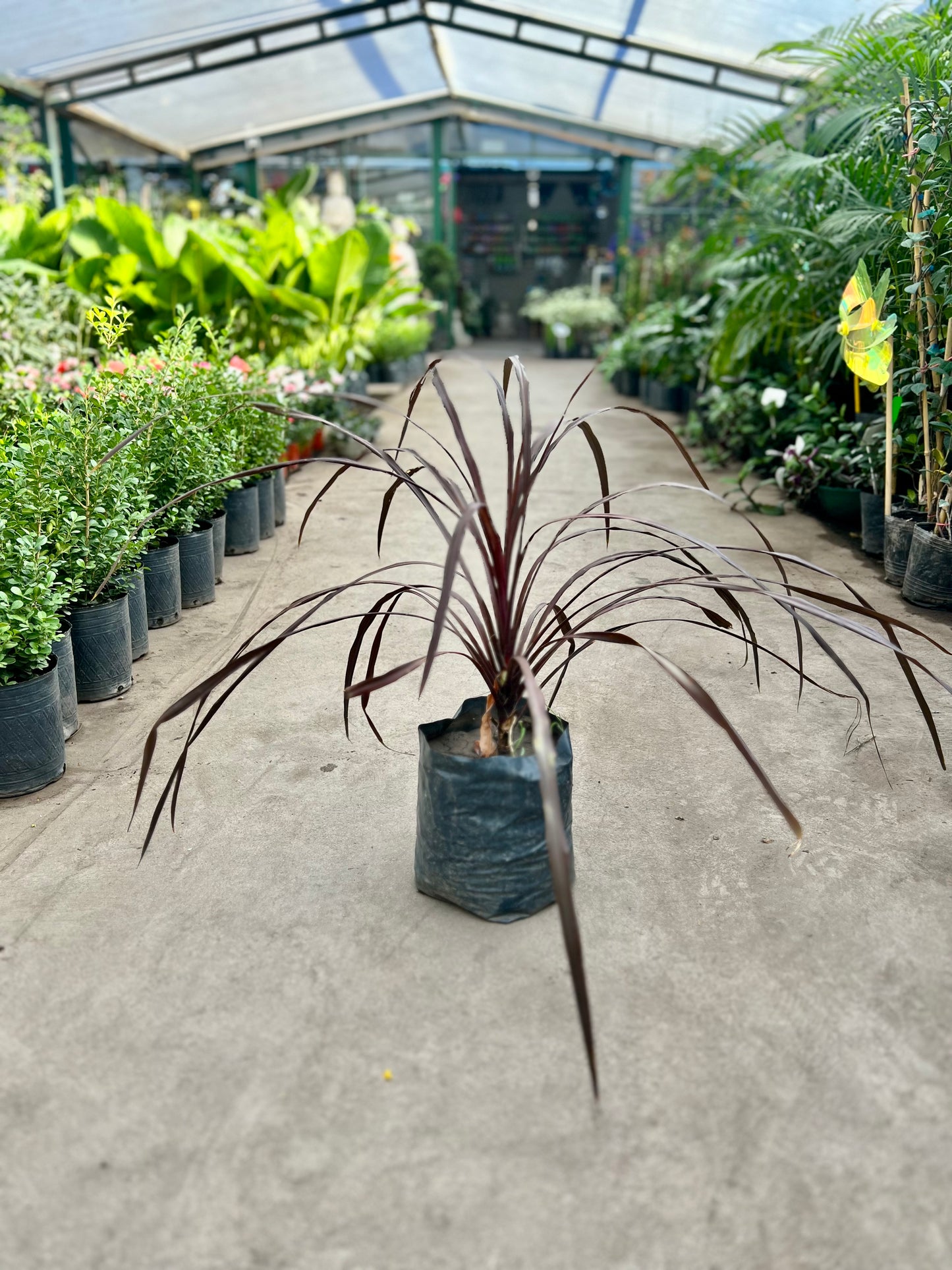 Dracena indivisa Rubra 4L