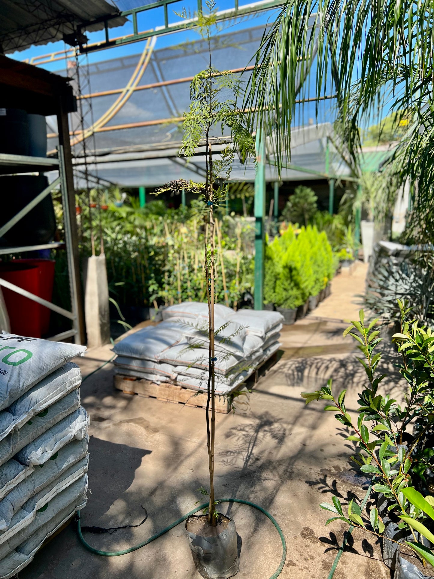 Roble Sedoso Grevillea