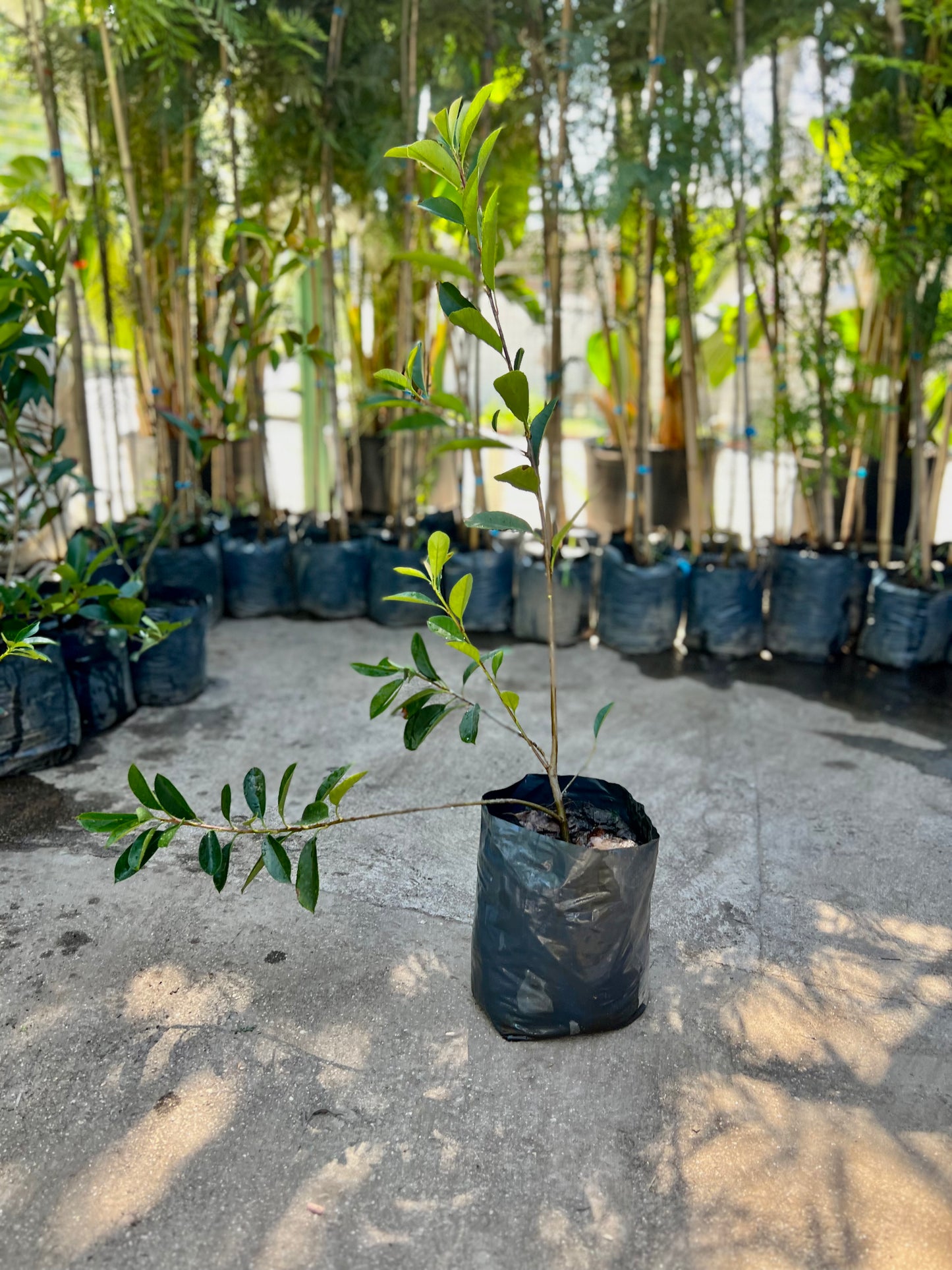 Photinia 7 Lts