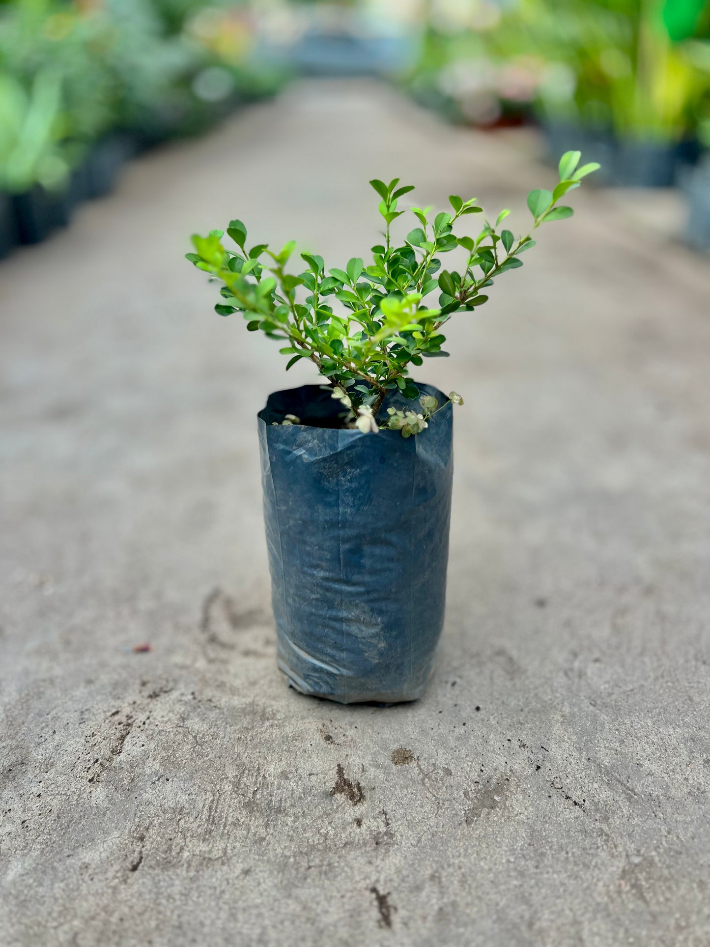 Buxus 2L