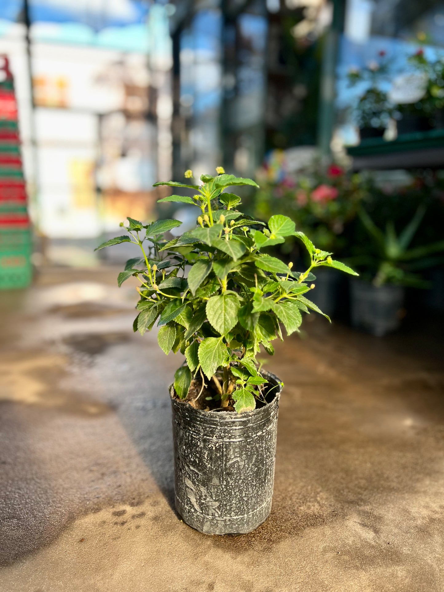 Lantana 3L