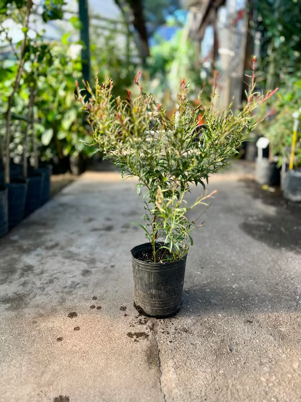 Gaura Rosada 3L