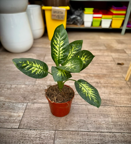 Tropic M19