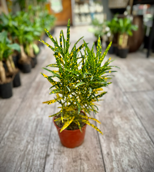 Croton Fideo M14