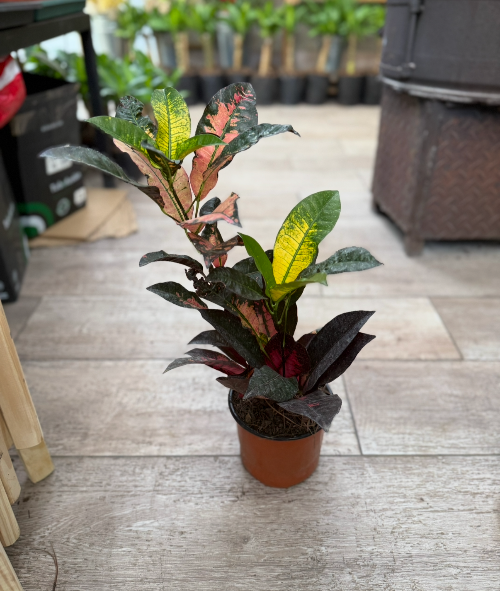 Croton Monalisa M15