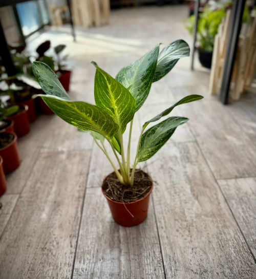 Aglonema Freeman M14