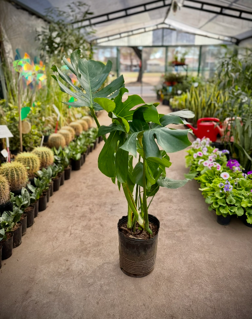 Monstera 7L
