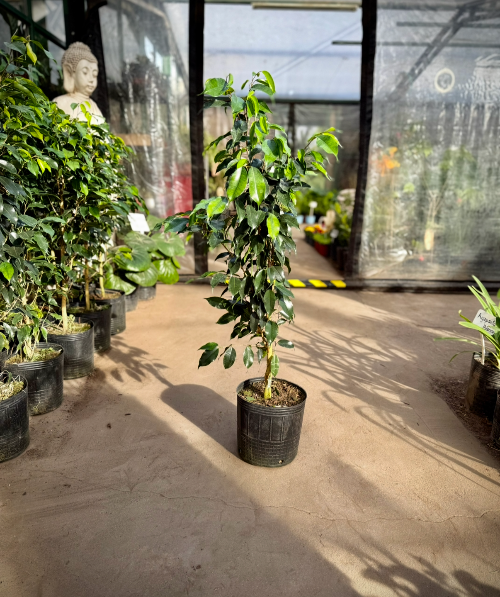 Ficus Negro 5L