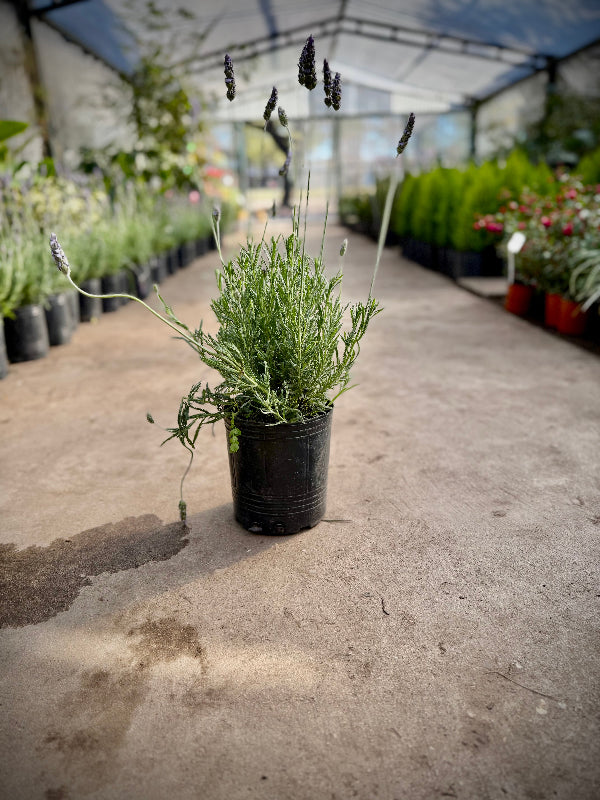 Lavanda 3L