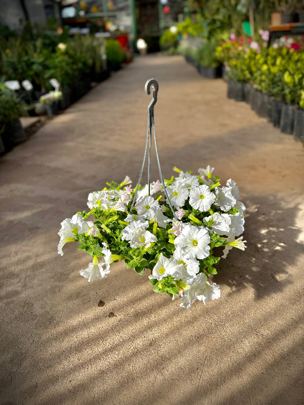 Petunia B18