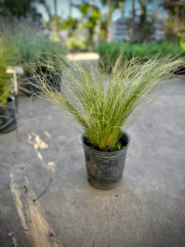 Stipa 3L