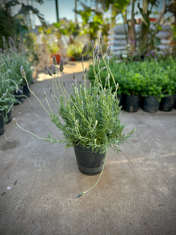 Lavanda 5L