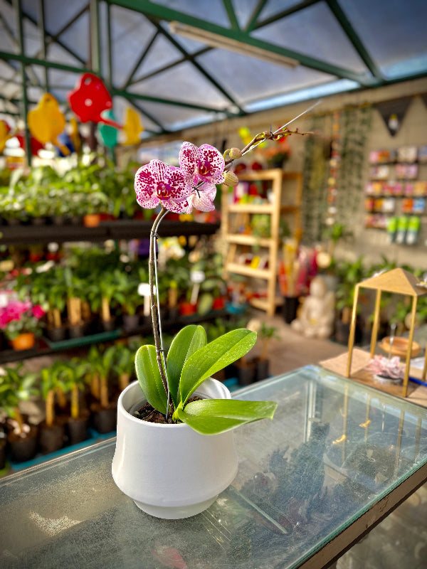Orquidea Phalenopsis AA