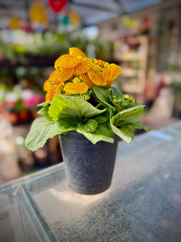 Calceolaria
