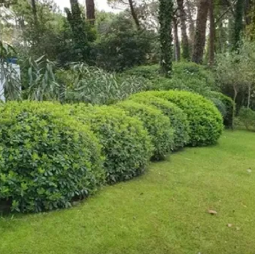 Azarero Verde Enano