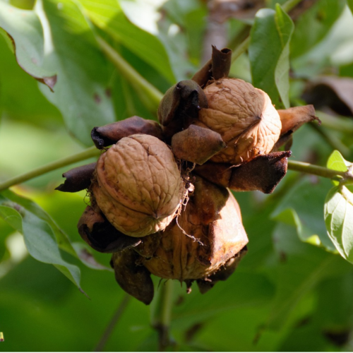 Nogal Redondo Arbol terron
